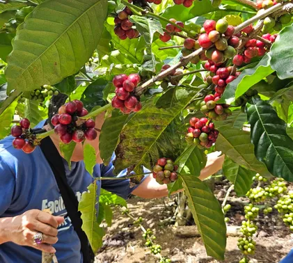 service-home-list-icon